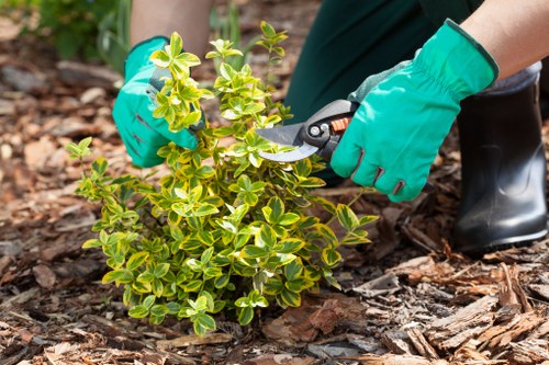 Seasonal lawn maintenance in Blackwall garden space